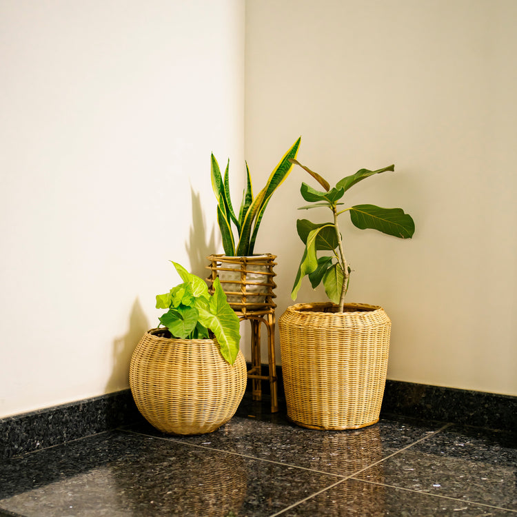 Planters