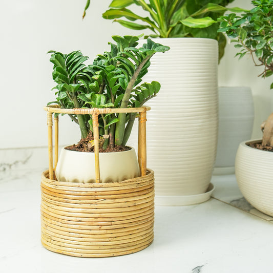 Tikli Half 'n' Half Planter Pot