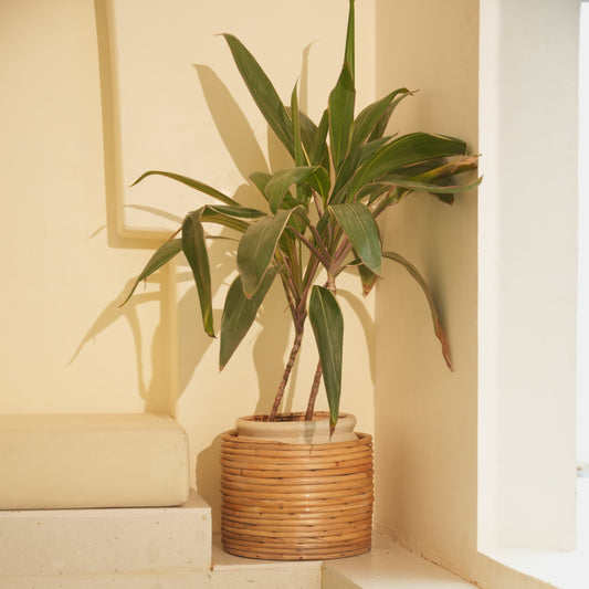 Rattan Coiled Planter Pot