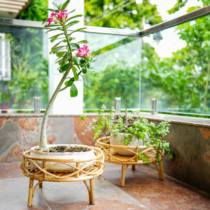 Bonsai Planter Stand